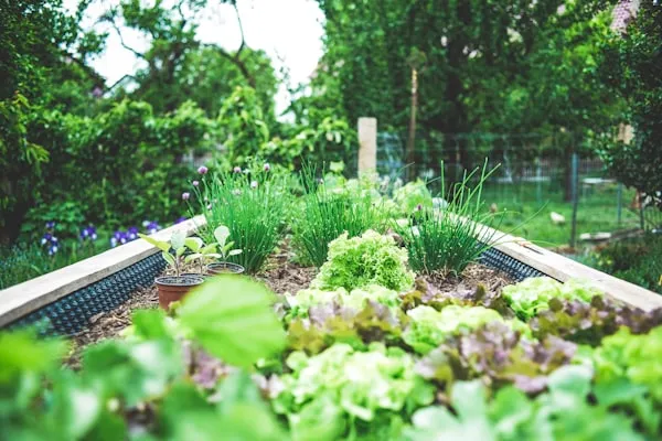 Drought-Resistant Plants
