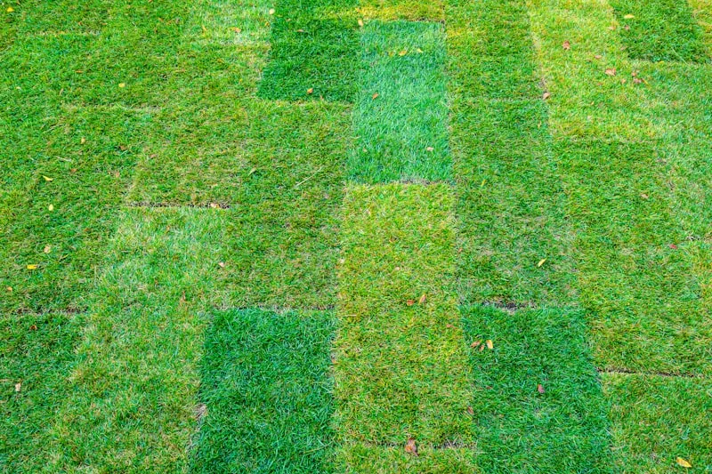 Lawn Restoration